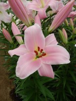 [4129 Rocelli No02.JPG]